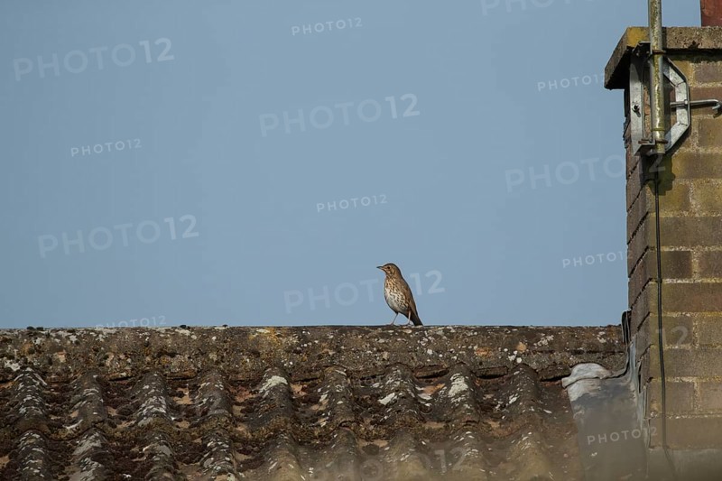 Song thrush (Turdus philomelos) adult garden bird on an urban house roof, England, United Kingdom