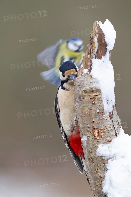 Great spotted woodpecker (Dendrocopos major) adult bird feeding on a snow covered tree stump with a Blue tit (Cyanistes caeruleus) flying in the background in winter, Norfolk, England, United Kingdom
