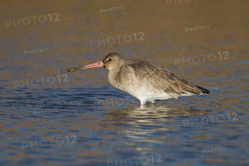 Black tailed godwit (Limosa limosa) adult wader bird in winter plumage feeding in a shallow lagoon, RSPB Titchwell nature reserve, Norfolk, England, United Kingdom
