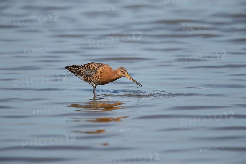 Black tailed godwit (Limosa limosa) adult wader bird in summer plumage feeding in a shallow lagoon, RSPB Titchwell nature reserve, Norfolk, England, United Kingdom