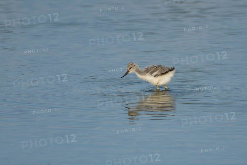 Pied avocet (Recurvirostra avosetta) juvenile baby bird feeding in a shallow lagoon in summer, RSPB Titchwell Marsh nature reserve, Norfolk, England, United Kingdom