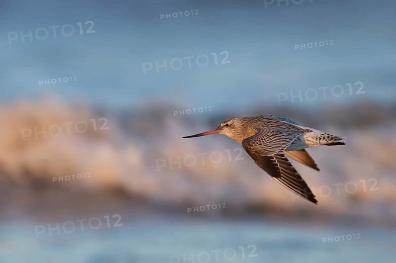 Bar tailed godwit (Limosa lapponica) adult wading bird in winter plumage in flight, RSPB Titchwell marsh nature reserve, Norfolk, England, United Kingdom