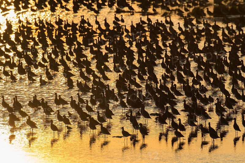Black tailed godwit (Limosa limosa) adult wading birds flocked together at hide tide in a shallow lagoon silhouette at sunset, RSPB Frampton marsh nature reserve, Lincolnshire, England, United Kingdom