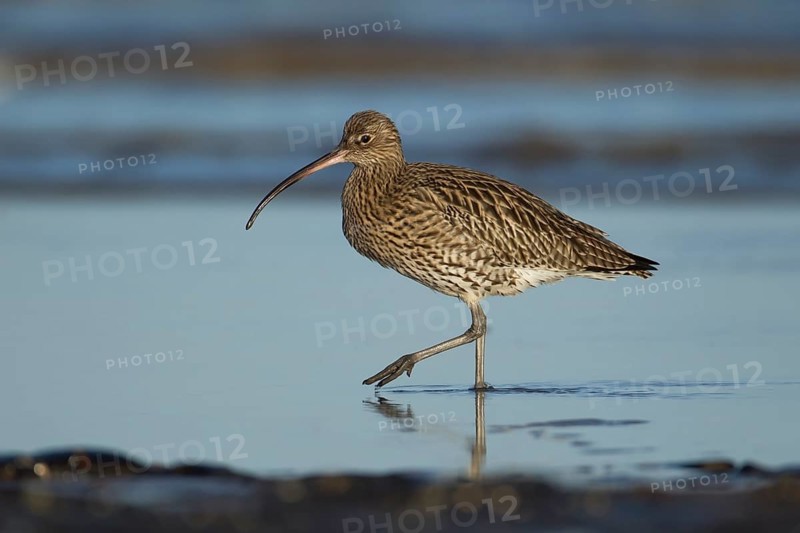 Eurasian curlew (Numenius arquata) adult wader bird walking in a tidal pool, RSPB Titchwell nature reserve, Norfolk, England, United Kingdom