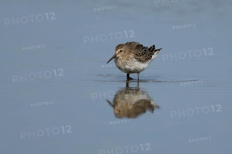 Dunlin (Calidris alpina) adult wader bird in a shallow lagoon, RSPB Titchwell nature reserve, Norfolk, England, United Kingdom