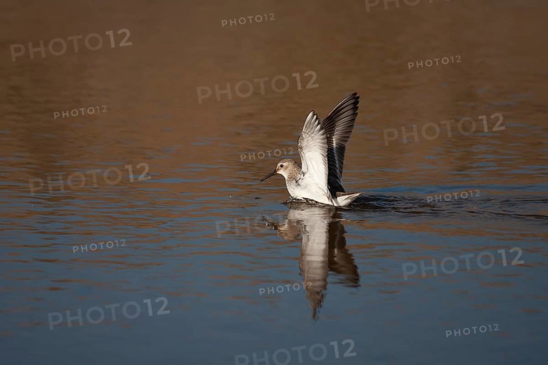 Dunlin (Calidris alpina) adult wader bird in a shallow lagoon, Norfolk, England, United Kingdom