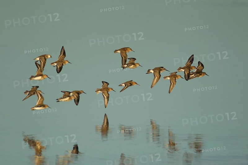 Dunlin (Calidris alpina) adult wader birds flying in a flock over a lagoon, RSPB Titchwell nature reserve, Norfolk, England, United Kingdom