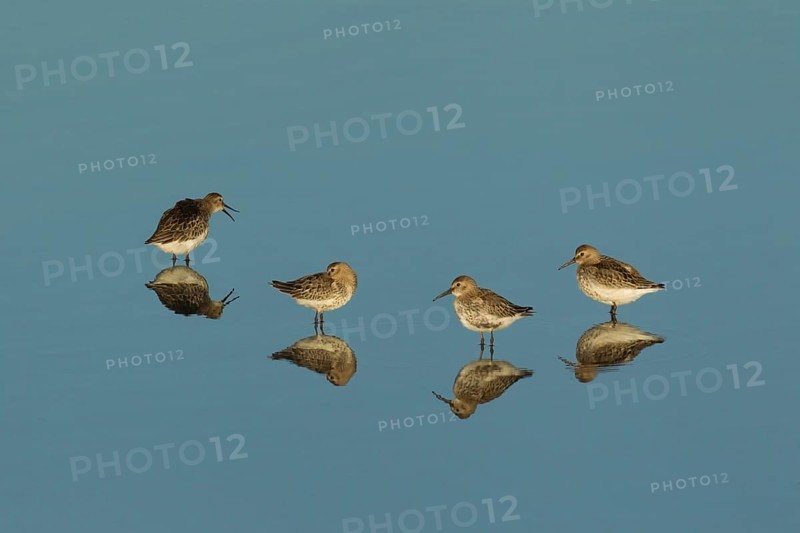 Dunlin (Calidris alpina) four adult wader birds in a shallow lagoon, RSPB Titchwell nature reserve, Norfolk, England, United Kingdom