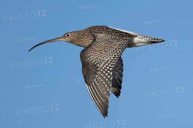 Eurasian curlew (Numenius arquata) adult wader bird flying, Norfolk, England, United Kingdom