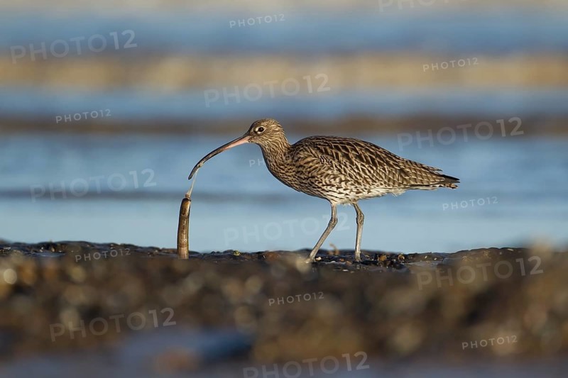 Eurasian curlew (Numenius arquata) adult wader bird feeding on a razorshell on a coastline, RSPB Titchwell nature reserve, Norfolk, England, United Kingdom
