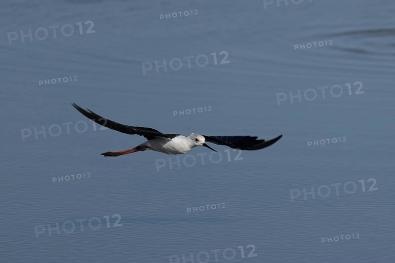 Black winged stilt (Himantopus himantopus) adult wader bird flying over a lagoon, RSPB Titchwell nature reserve, Norfolk, England, United Kingdom