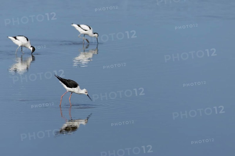 Black winged stilt (Himantopus himantopus) and two Avocet (Recurvirostra avosetta) adult wader birds feeding in a shallow lagoon, RSPB Titchwell nature reserve, Norfolk, England, United Kingdom
