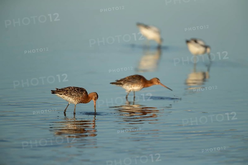 Black tailed godwit (Limosa limosa) two adult male wader birds feeding in a shallow lagoon, RSPB Titchwell nature reserve, Norfolk, England, United Kingdom