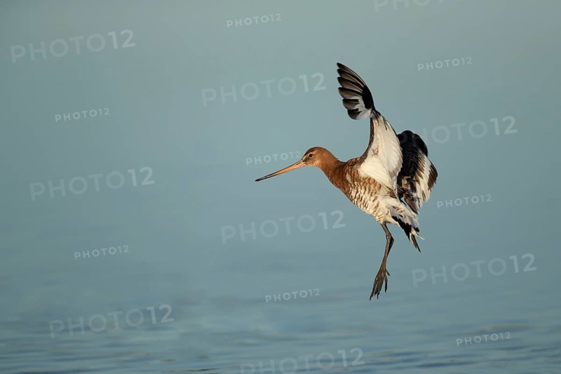 Black tailed godwit (Limosa limosa) adult wader bird coming into land on a shallow lagoon, RSPB Titchwell nature reserve, Norfolk, England, United Kingdom