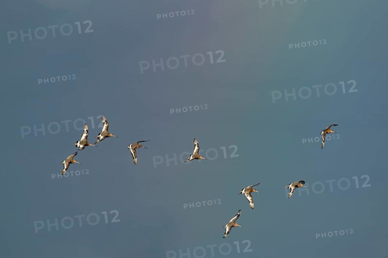 Black tailed godwit (Limosa limosa) adult wader birds in flight with a faint rainbow in the background, RSPB Frampton marsh nature reserve, Lincolnshire, England, United Kingdom