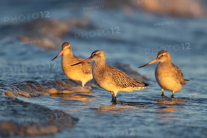 Bar tailed godwit (Limosa lapponica) three adult wading birds in winter plumage in the surf of the sea, Norfolk, England, United Kingdom