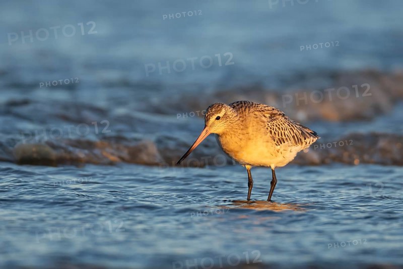 Bar tailed godwit (Limosa lapponica) adult wading bird in winter plumage in the surf of the sea, Norfolk, England, United Kingdom
