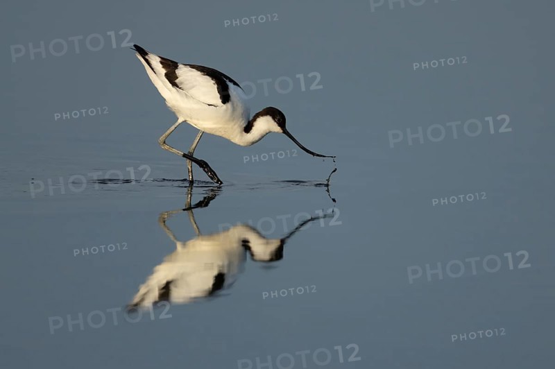 Pied avocet (Recurvirostra avosetta) adult wading bird feeding in a shallow lagoon in summer, RSPB Minsmere nature reserve, Suffolk, England, United Kingdom