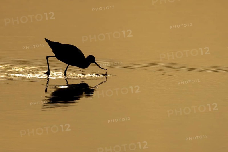Pied avocet (Recurvirostra avosetta) adult wading bird feeding in a shallow lagoon silhouette at sunset in summer, RSPB Minsmere nature reserve, Suffolk, England, United Kingdom