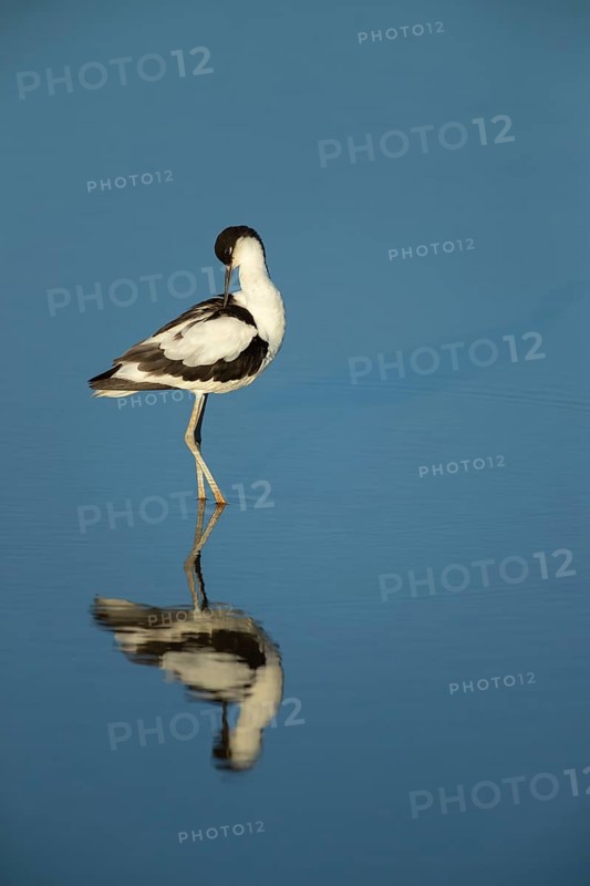 Pied avocet (Recurvirostra avosetta) adult wading bird preening in a shallow lagoon in summer, RSPB Titchwell nature reserve, Norfolk, England, United Kingdom