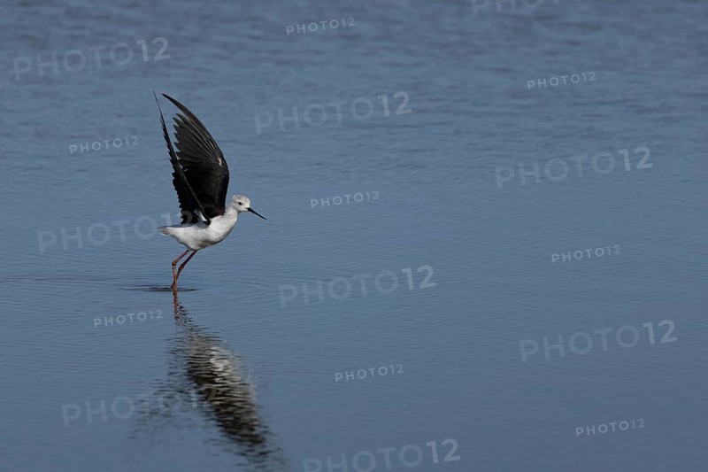 Black winged stilt (Himantopus himantopus) adult wader bird taking off in flight from a lagoon, RSPB Titchwell nature reserve, Norfolk, England, United Kingdom