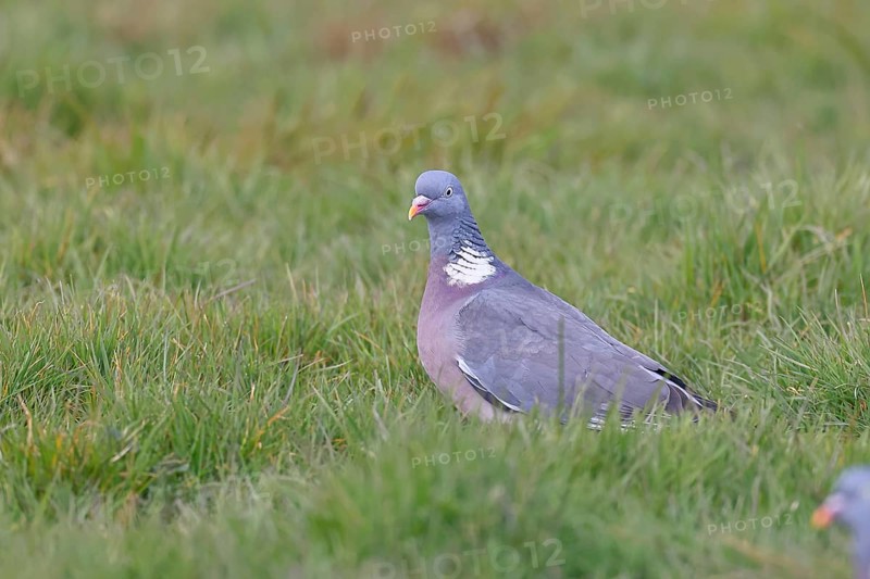 Woodpigeon (Columba palumbus), in a meadow, Wilnsdorf, North Rhine-Westphalia, Germany