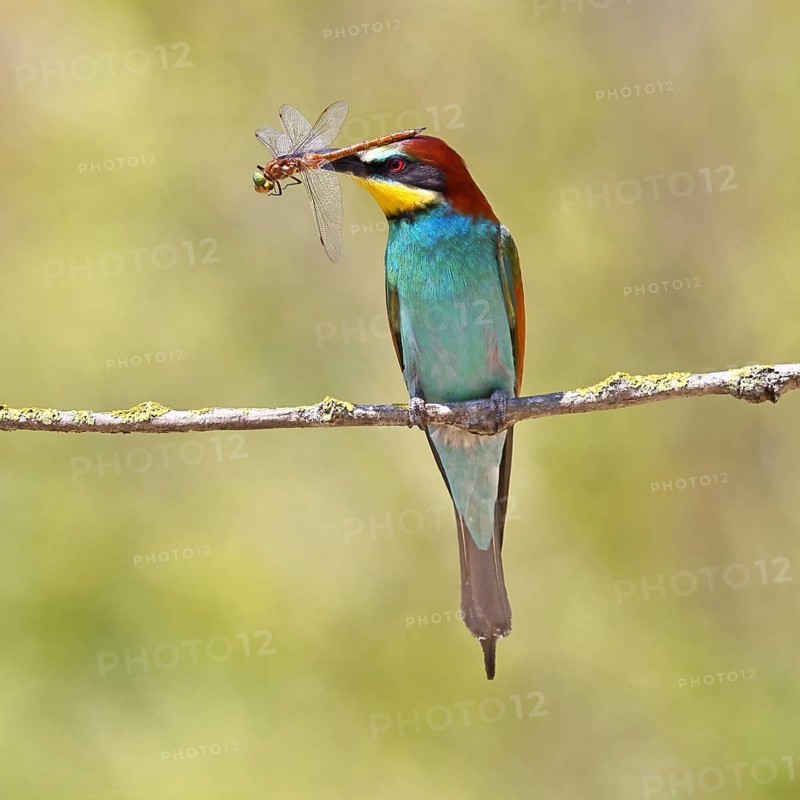 European bee-eater (Merops apiaster) sitting on a branch overgrown with green lichen with a wedge-spotted mosaic damselfly (Aeshna isoceles) as prey in its beak, Lake Neusiedl, Burgenland, Austria