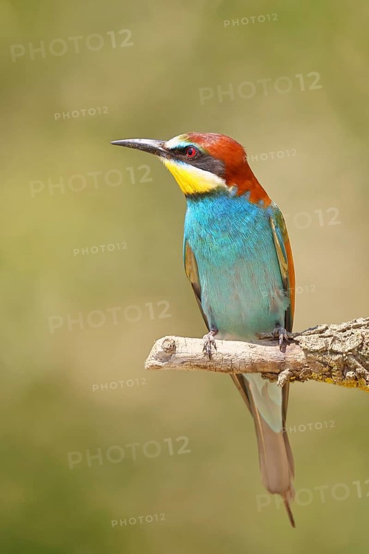 European bee-eater (Merops apiaster) sitting on a branch covered with green lichen, Lake Neusiedl, Burgenland, Austria