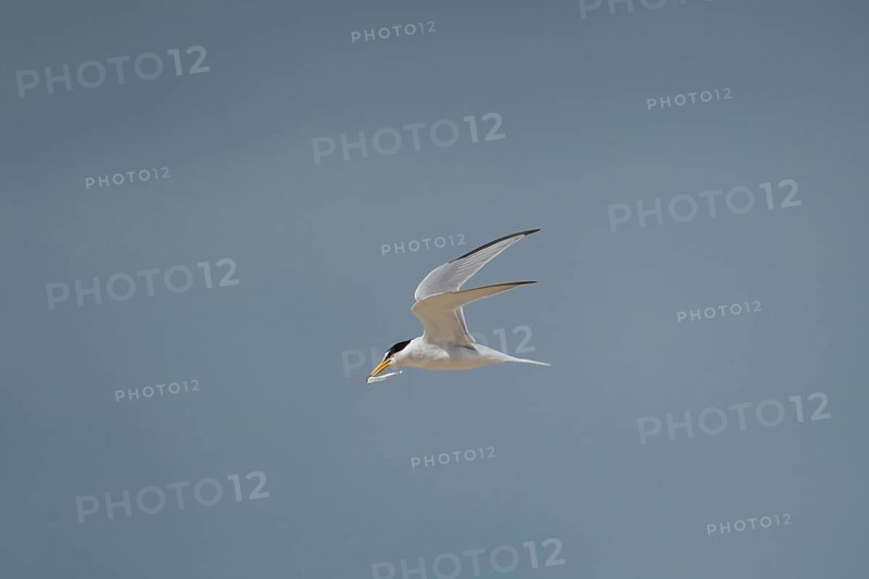 Little tern (Sternula albifrons) adult bird in flight carrying a fish in its beak in summer, Norfolk, England, United Kingdom