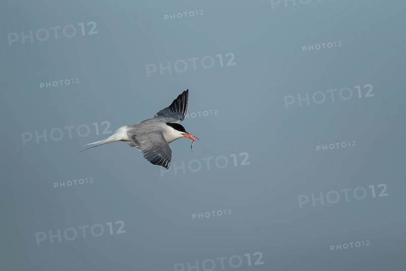Common tern (Sterna hirundo) adult bird in flight with a fish for food in its beak in summer, Suffolk, England, United Kingdom