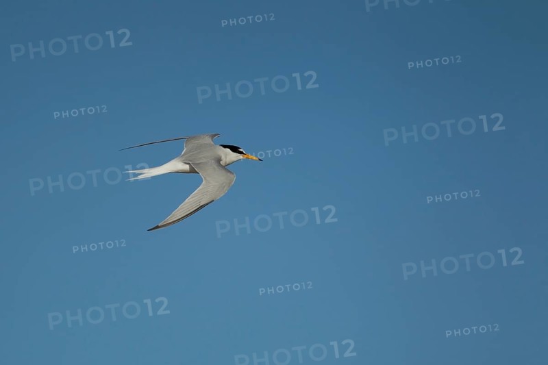 Little tern (Sternula albifrons) adult bird in flight in summer, Norfolk, England, United Kingdom