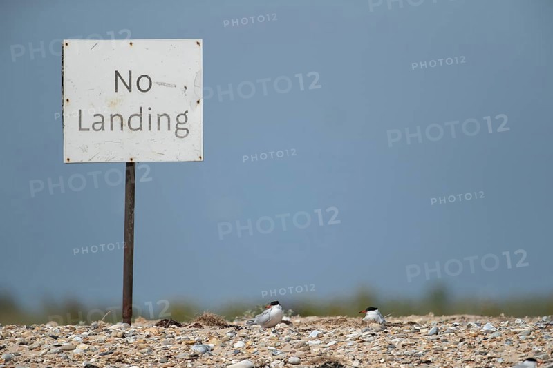 Common tern (Sterna hirundo) two adult birds on a shingle beach next to a sign in summer, Norfolk, England, United Kingdom