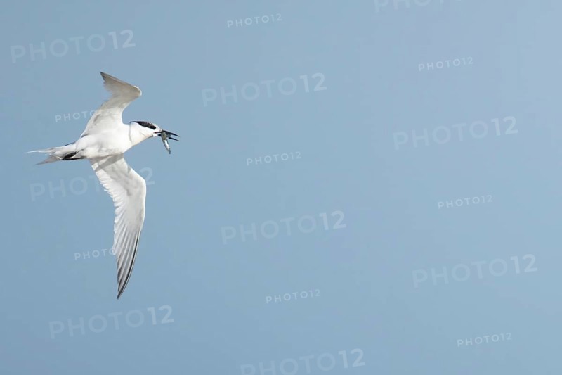 Sandwich tern (Thalasseus sandvicensis) adult bird with a fish in its beak in flight in summer, Suffolk, England, United Kingdom
