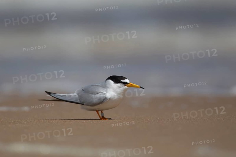 Little tern (Sternula albifrons) adult bird standing on a sandy beach in summer, Norfolk, England, United Kingdom