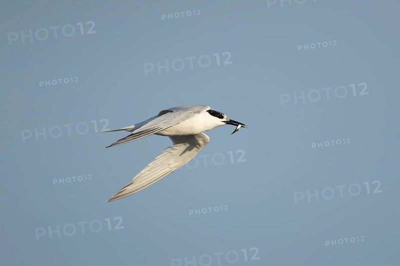 Sandwich tern (Thalasseus sandvicensis) adult bird in flight with a fish in its beak in summer, RSPB Minsmere nature reserve, Suffolk, England, United Kingdom