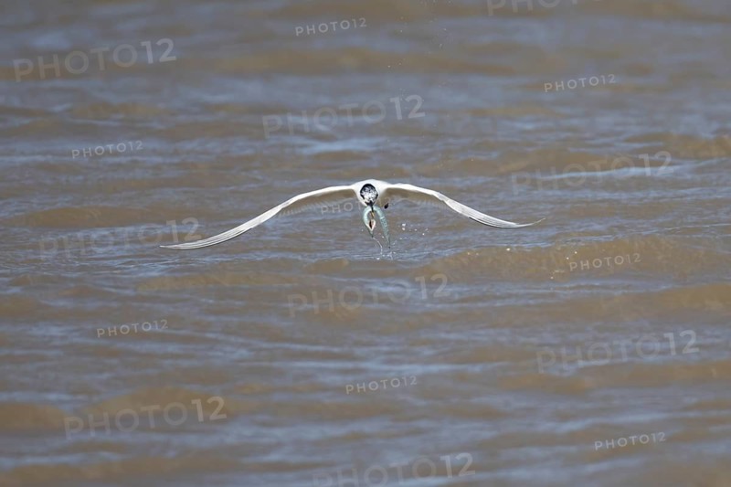 Sandwich tern (Thalasseus sandvicensis) adult bird with a Sandeel fish in its beak taking off in flight from the sea, Suffolk, England, United Kingdom