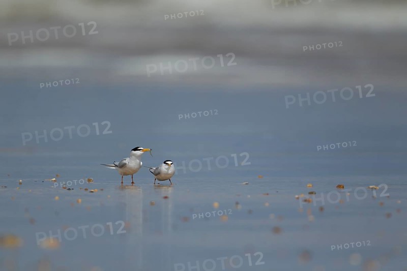 Little tern (Sternula albifrons) two adult birds male offering a female bird a fish as part of the courtship display on a beach in summer, Norfolk, England, United Kingdom