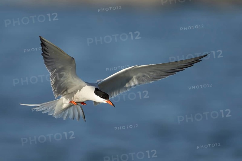 Common tern (Sterna hirundo) adult bird in flight in summer, RSPB Minsmere nature reserve, Suffolk, England, United Kingdom