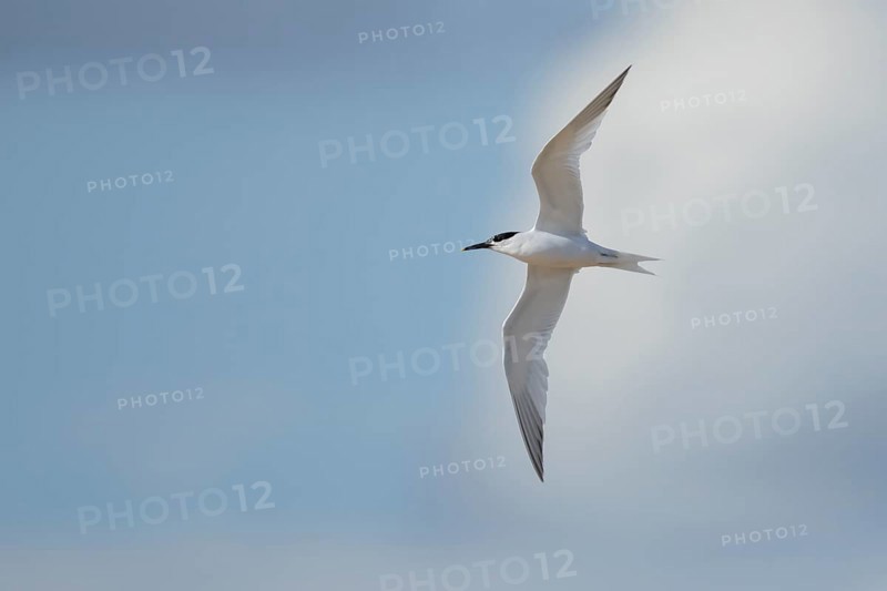Sandwich tern (Thalasseus sandvicensis) adult bird in flight in summer, Suffolk, England, United Kingdom