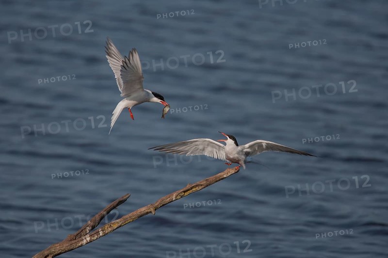 Common tern (Sterna hirundo) two adult birds with one passing a fish to the other during their courtship display in summer, England, United Kingdom