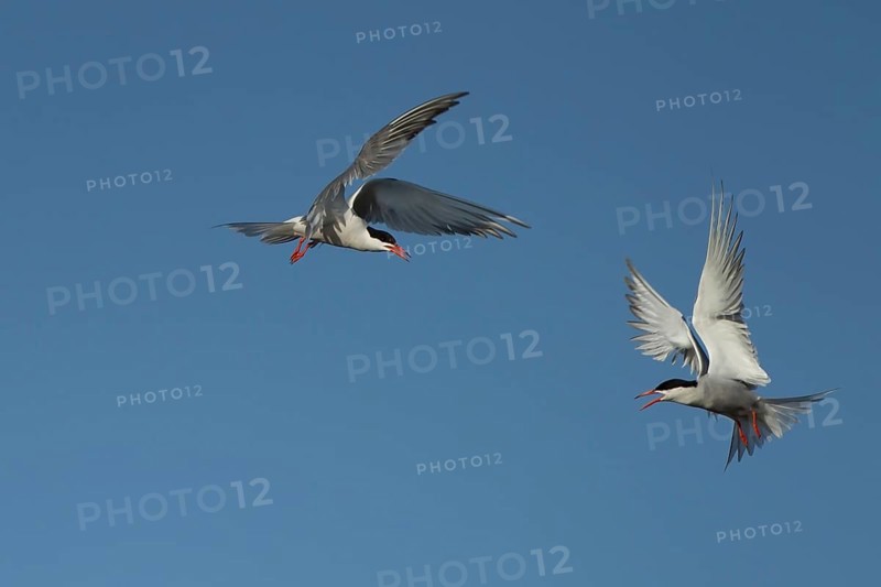 Common tern (Sterna hirundo) two adult birds fighting in flight in summer, RSPB Minsmere nature reserve, Suffolk, England, United Kingdom