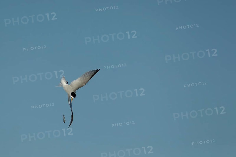 Little tern (Sternula albifrons) adult bird diving down in flight to catch a fish it has dropped in summer, Norfolk, England, United Kingdom