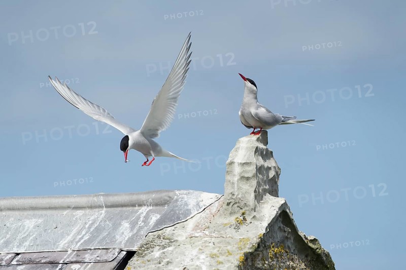 Arctic tern (Sterna paradisaea) two adult birds during a courtship display as one bird offers a fish to the other in summer, Farne islands, Northumberland, England, United Kingdom