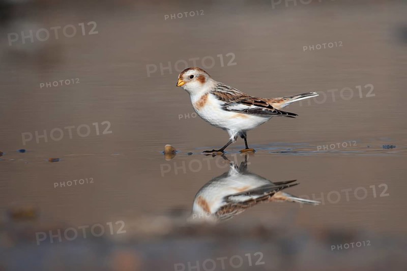 Snow bunting (Plectrophenax nivalis) adult bird in a shallow puddle on a beach in winter, Norfolk, England, United Kingdom