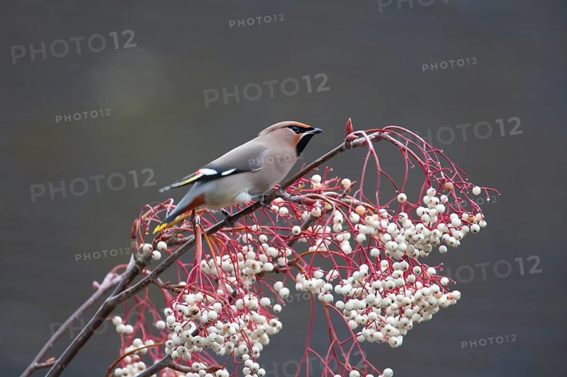 Waxwing (Bombycilla garrulus) adult bird on a tree full of berries in winter, Suffolk, England, United Kingdom