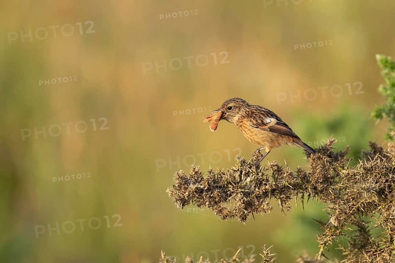 European stonechat (Saxicola rubicola) juvenile young bird feeding on a moth in summer, Suffolk, England, United Kingdom