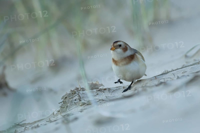 Snow bunting (Plectrophenax nivalis) adult bird on a beach in winter, Norfolk, England, United Kingdom