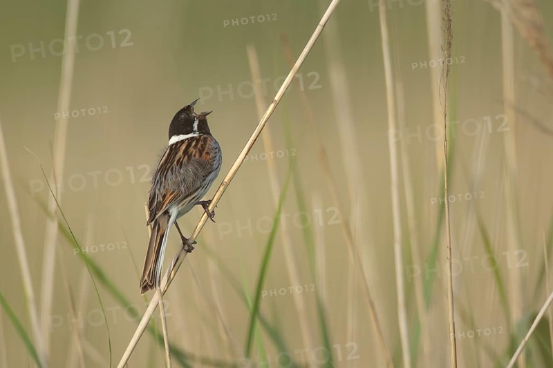 Reed bunting (Emberiza schoeniclus) adult male bird singing on a reed stalk in summer, RSPB Minsmere nature reserve, Suffolk, England, United Kingdom