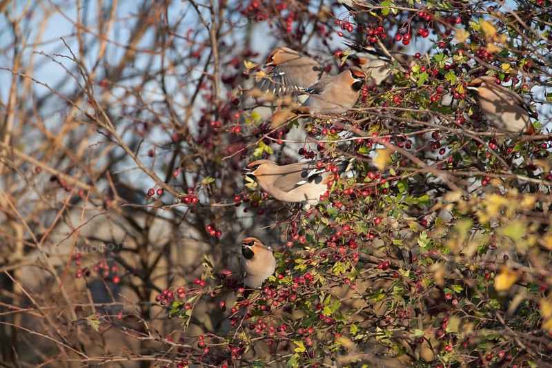 Waxwing (Bombycilla garrulus) adult birds in an autumn Hawthorn bush, Norfolk, England, United Kingdom