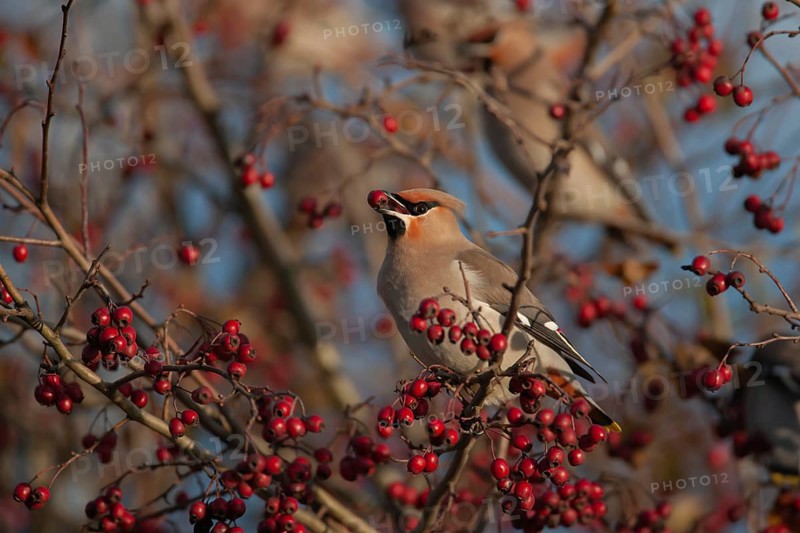 Waxwing (Bombycilla garrulus) adult bird feeding on a Hawthorn tree berry in a hedgerow in autumn, Norfolk, England, United Kingdom